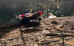 Chickens poultry for sale: Six Hybrid Hens and Rooster  - Image 1