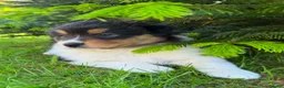 Mixed Breed dogs for sale: Stunning Australian Shepherd x Rough collie pups in Biggar - Advert 10