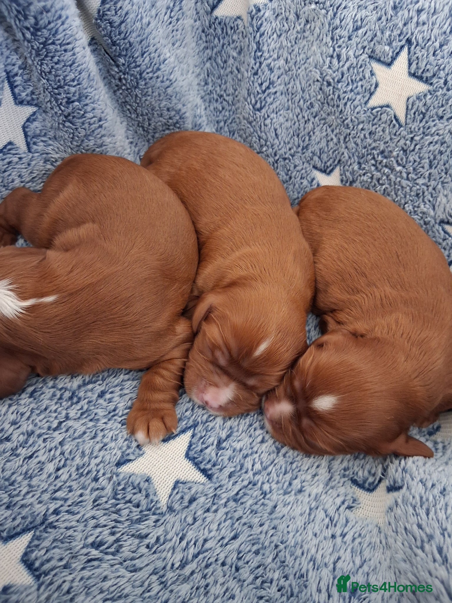 Cavalier King Charles Spaniel dogs Cavalier king Charles fully health tested lines - Advert 5