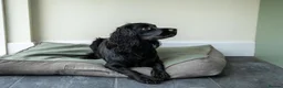 Sprocker dogs for sale: Sprocker puppies - Advert 5