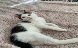 Mixed Breed cats for sale: 4 sweet boys looking for their forever home❤️ - Image 9