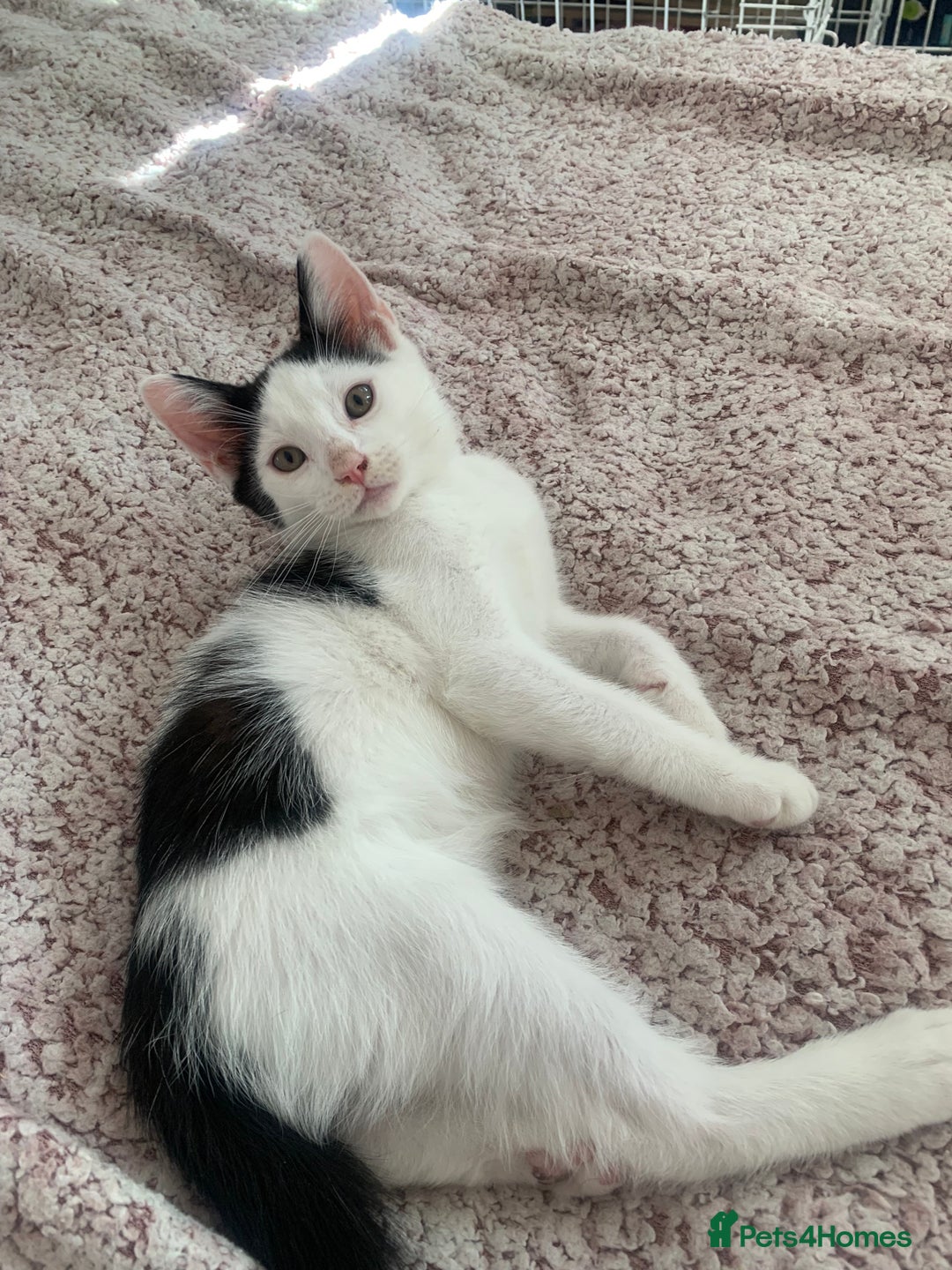 Mixed Breed cats for sale: 4 sweet boys looking for their forever home❤️ - Image 9