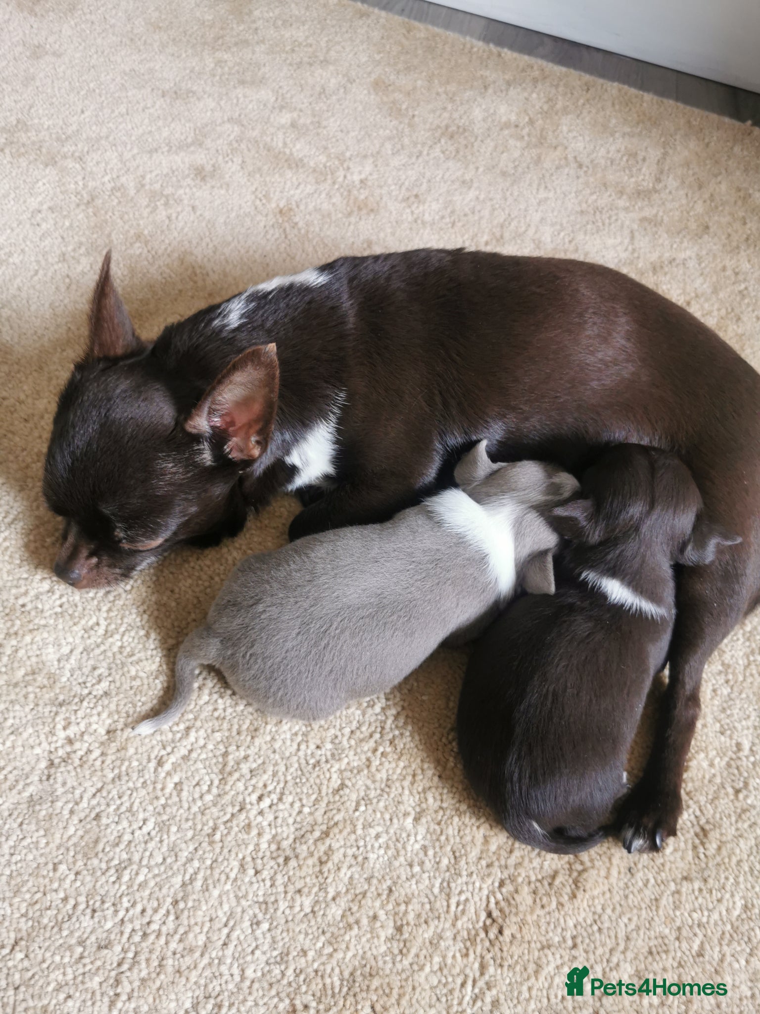 Chihuahua dogs KC registered lilac male chihuahua  - Advert 1