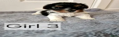 Biewer Terrier 6
