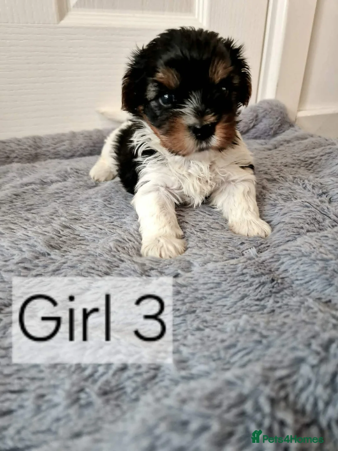 Biewer Terrier dogs for sale: Last 2 beautiful Biewer Terrier Puppies Left to go - Advert 8