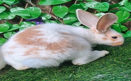 Giant Papillon rabbits for sale: Pure Giant Papillon Kits - Vaccinated - RESERVE - Image 7