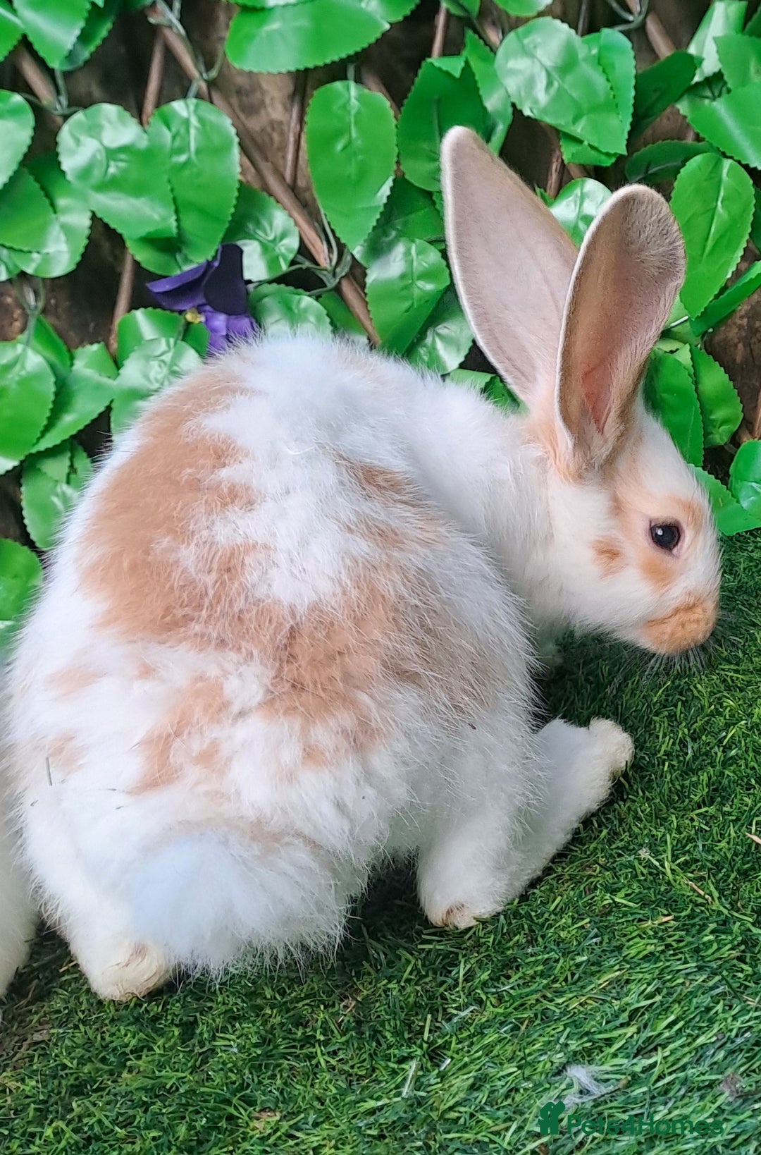Giant Papillon rabbits for sale: Pure Giant Papillon Kits - Vaccinated - RESERVE - Image 7