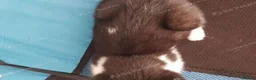 Mixed Breed cats for sale: Sweet male kitten looking for a loving home. - Advert 10