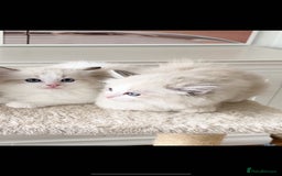 Ragdoll cats for sale: INDOOR TWO MALE GCCF REGISTERED RAGDOLL KITTENS - Image 8
