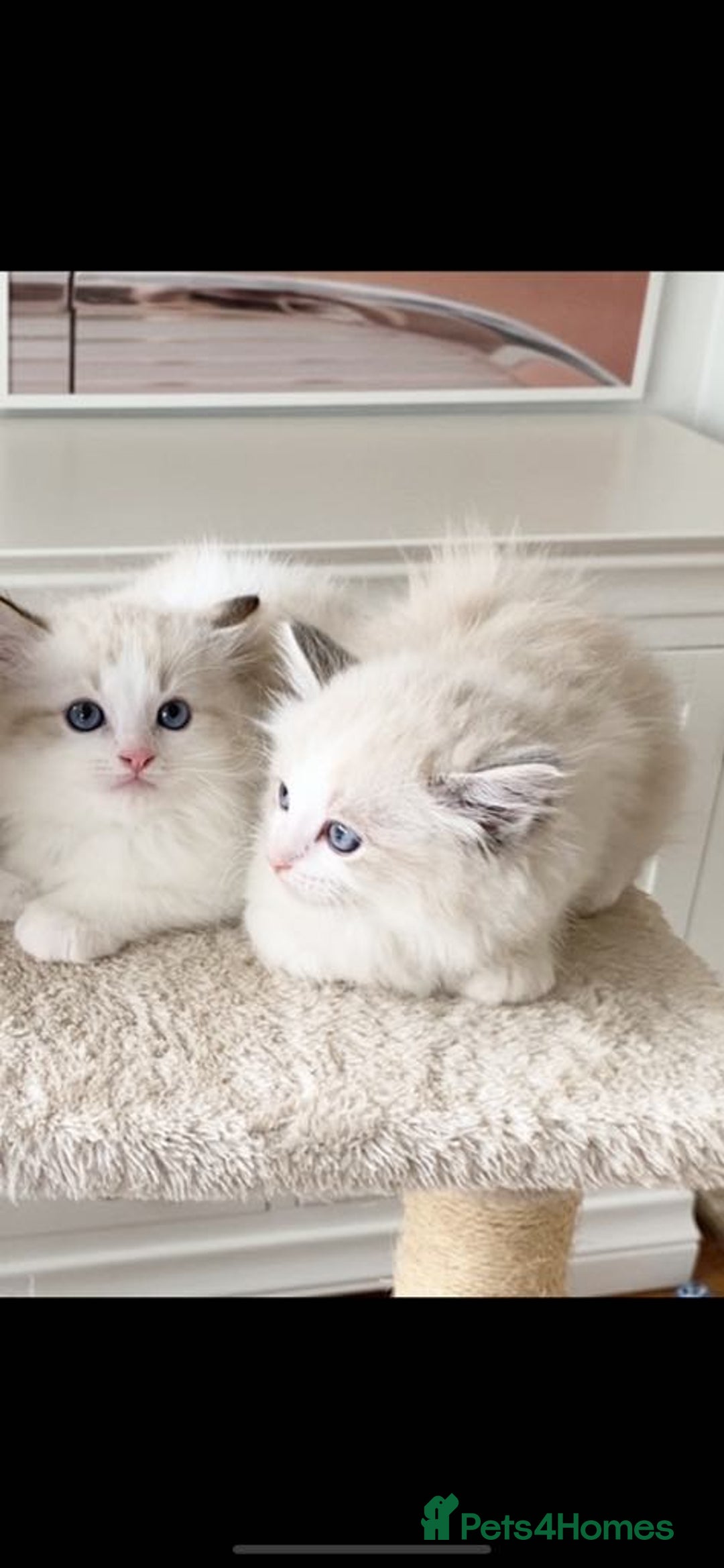 Ragdoll cats for sale: INDOOR TWO MALE GCCF REGISTERED RAGDOLL KITTENS - Image 8