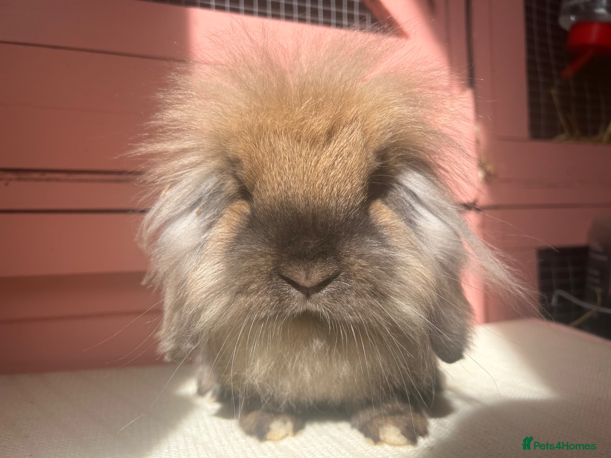 Mini Lop rabbits Vaccinated adult & baby mini lops & lionlops - Advert 1