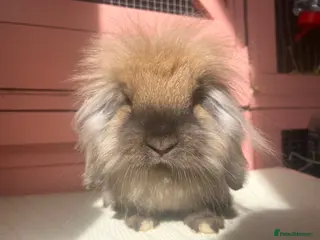 Mini Lop rabbits Vaccinated adult & baby mini lops & lionlops - Advert 1