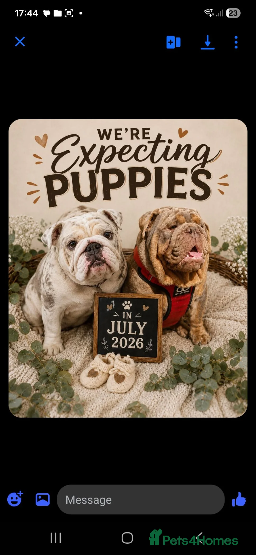 English Bulldog dogs for sale: Expected litter in Halifax - Advert 1