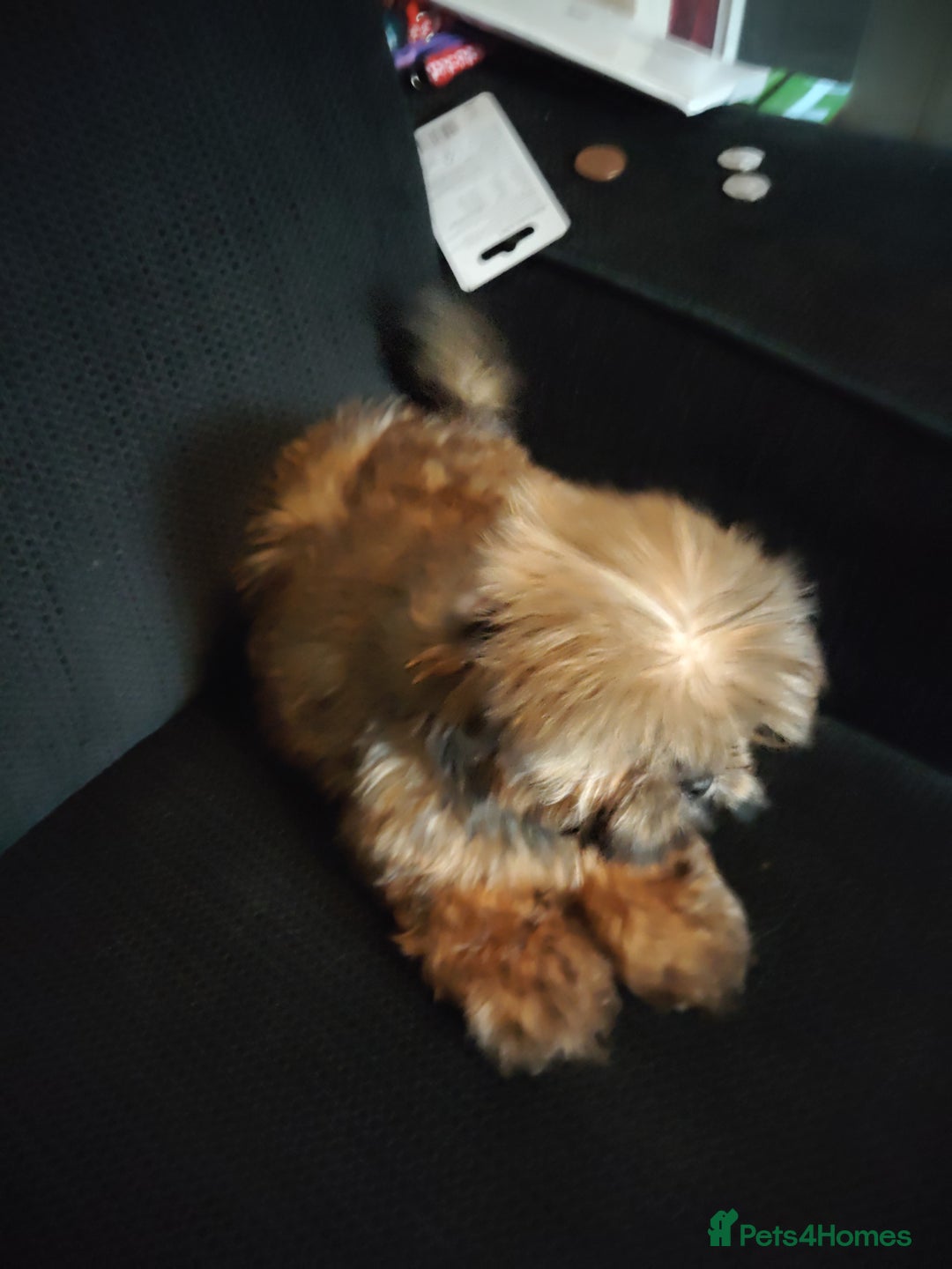 Shih Tzu dogs for sale: Half Imperial Shihtzu Pups (Karashishi Lines)  - Image 8