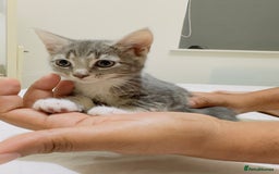 Mixed Breed cats for sale: Kittens ready to go - Image 7