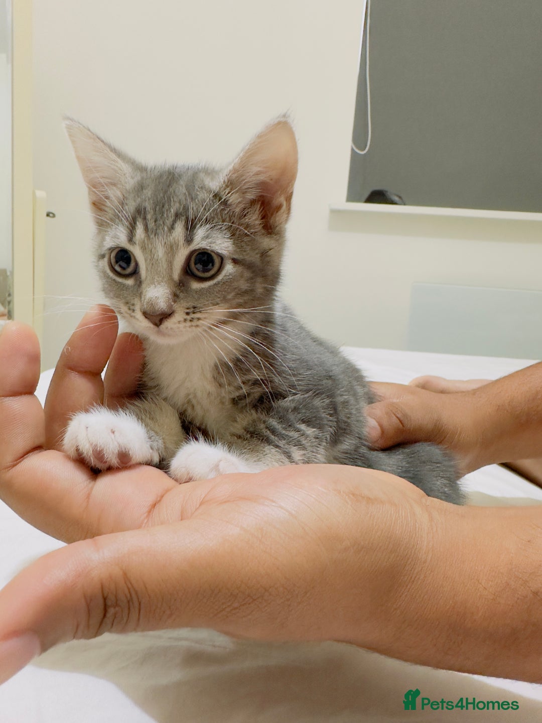 Mixed Breed cats for sale: Kittens ready to go - Image 7
