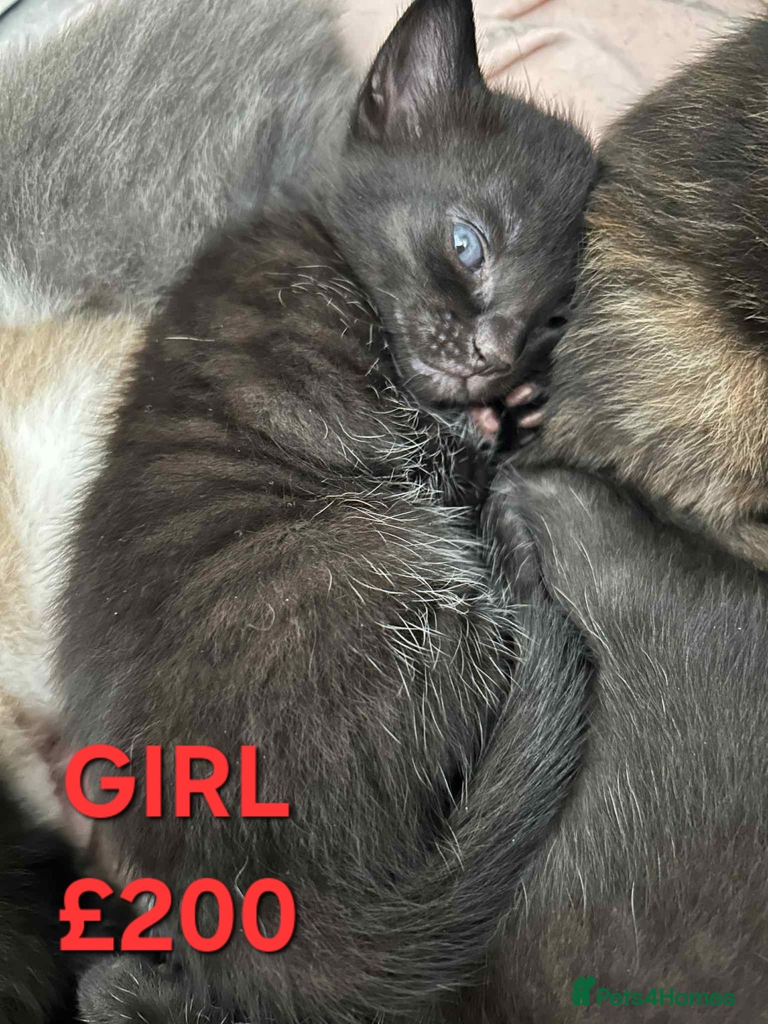 Mixed Breed cats for sale: Beautiful kittens looking for their forever homes - Image 6