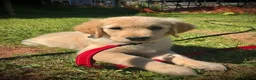 Golden Retriever dogs for stud: Beautiful KC-Reg Golden Retriever Stud (proven) - Advert 21