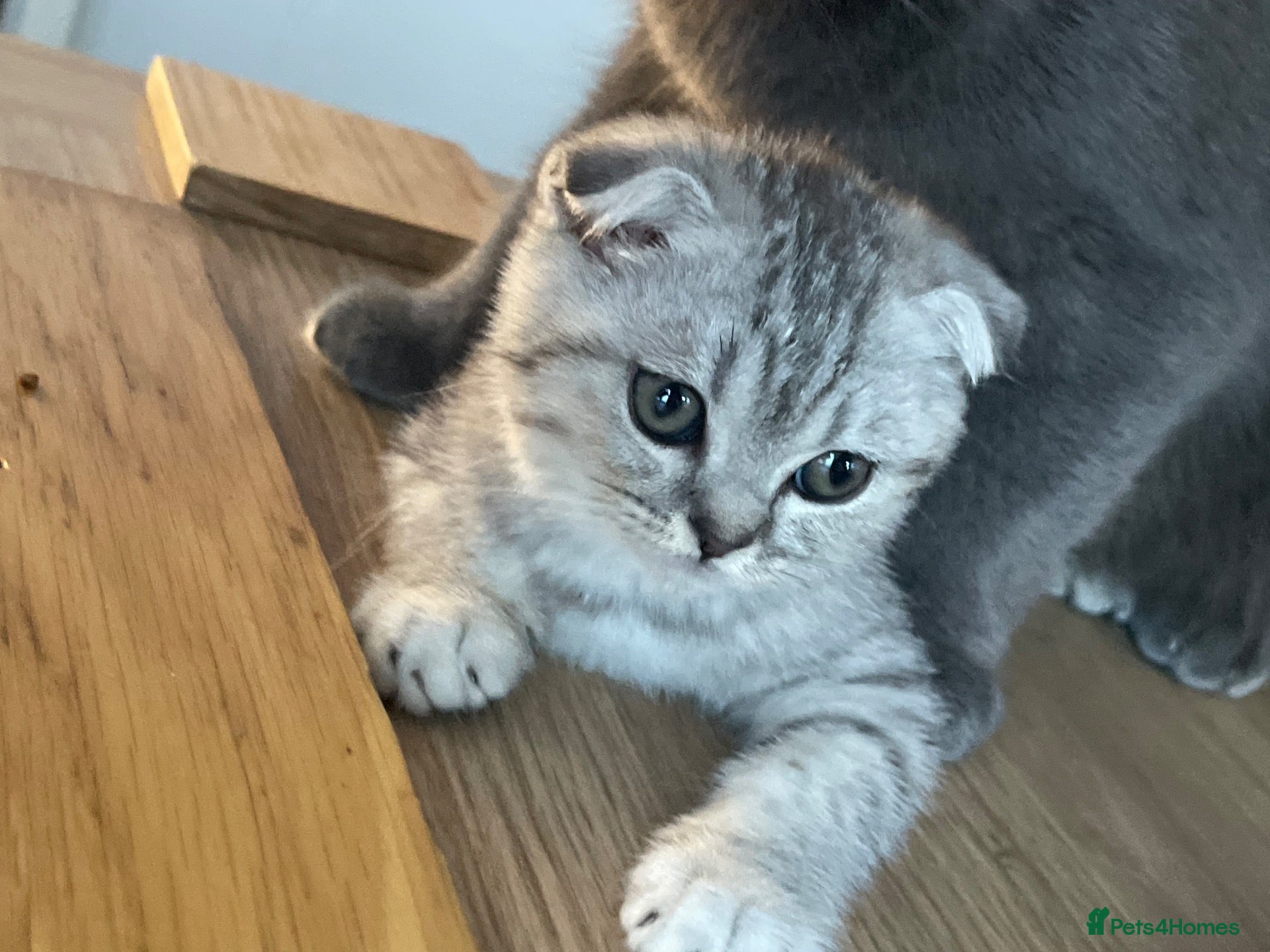 Scottish Fold cats 2 kittens ready now! ❤️ price reduced❤️ - Advert 18