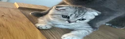 Scottish Fold cats for sale: 2 kittens ready now! ❤️ price reduced❤️ - Advert 29