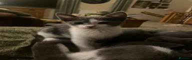 Domestic Shorthair 4