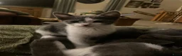 Domestic Shorthair cats for sale: Beautiful kittens  - Advert 8