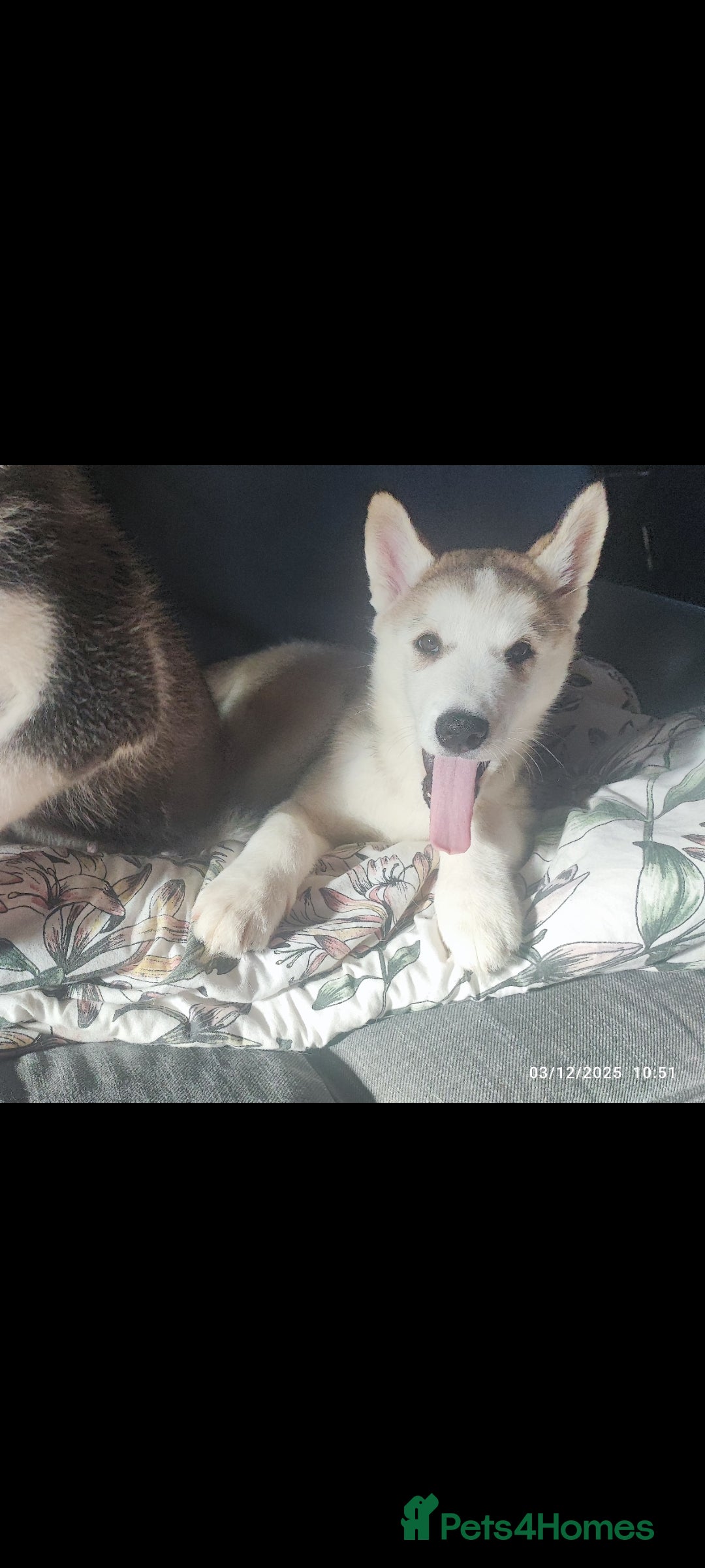 Utonagan dogs for sale: Maliky/ huskymute puppies  - Advert 18