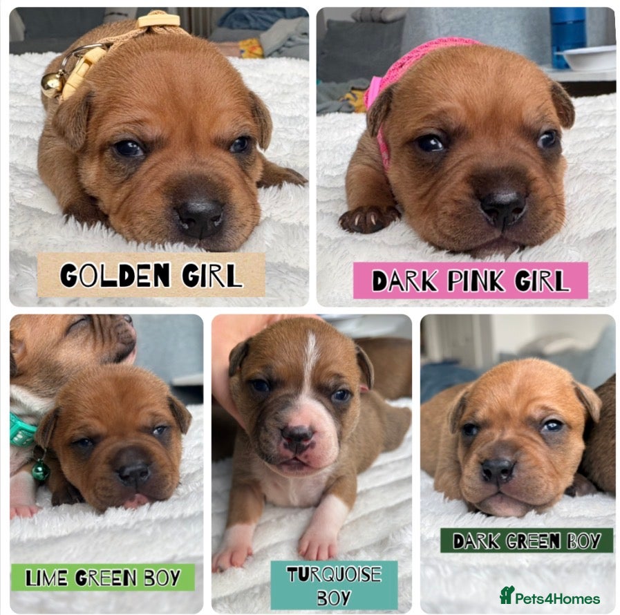 Staffordshire Bull Terrier dogs 🔥🔥STUNNING RED STAFF BULL TERRIER PUPPIES🔥🔥 - Advert 16