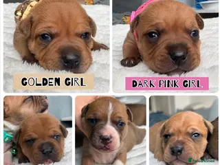 Staffordshire Bull Terrier dogs 🔥🔥STUNNING RED STAFF BULL TERRIER PUPPIES🔥🔥 - Advert 16