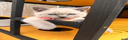 British Shorthair cats for sale: Colour point female  - Advert 3