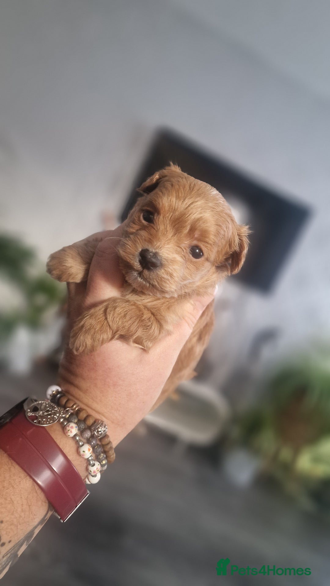 Chipoo dogs for sale: Asian chipoo  - Advert 9