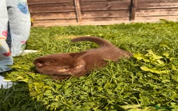 British Shorthair cats for sale: British Shorthair kittens  - Image 4