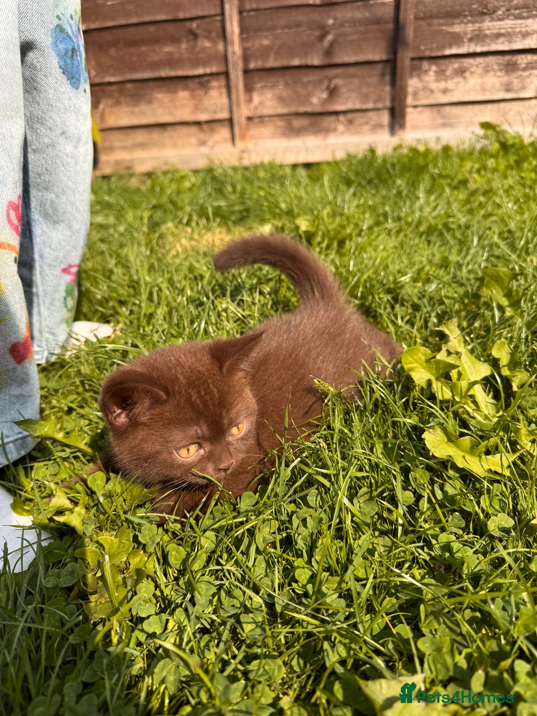British Shorthair cats for sale: British Shorthair kittens  - Image 4