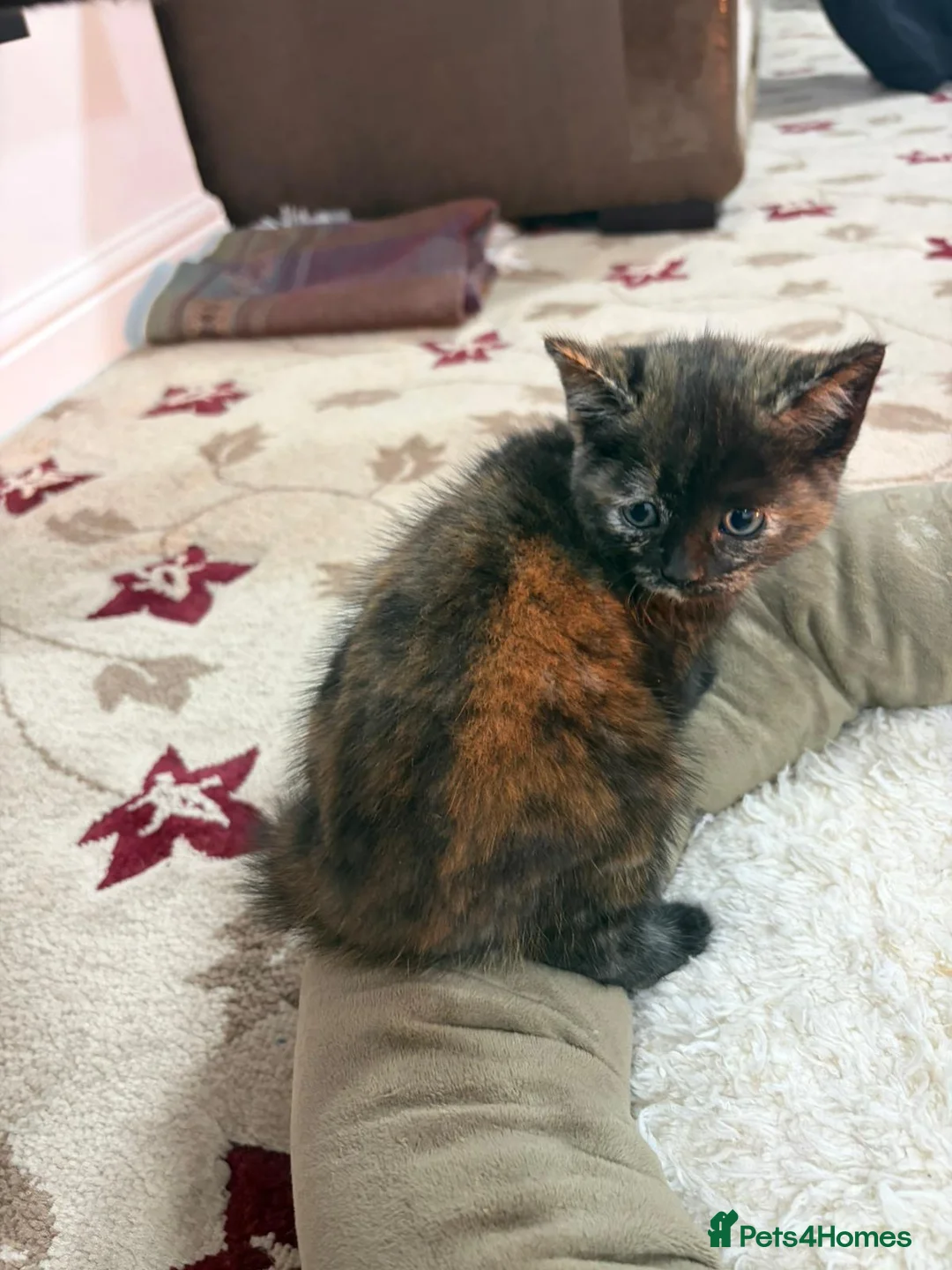 British Shorthair cats for sale: 4 kittens  - Advert 8