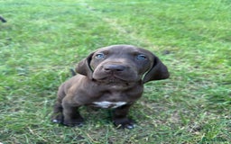 German Shorthaired Pointer dogs for sale: Mrs Dorota Sadowska - Image 2