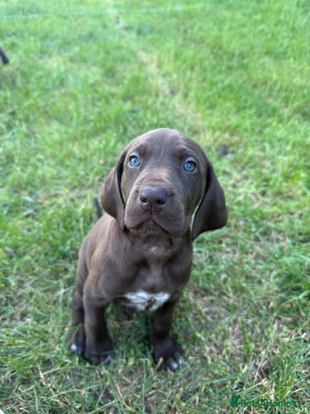 German Shorthaired Pointer dogs for sale: Mrs Dorota Sadowska - Image 2