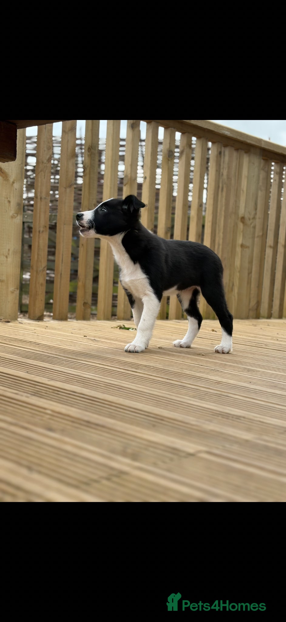 Border Collie dogs Border collies pups stop and have a look at these - Advert 2