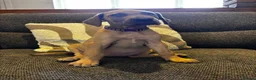 Great Dane dogs for sale: 2 girls left Great Dane puppys - Advert 3