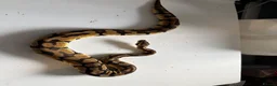 Python Snake reptiles for sale: Various Ball Pythons for sale - Advert 15