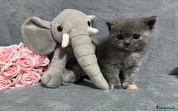 Mixed Breed cats for sale: Ragdoll mixed kittens Grey. Tabby. Speckled. Black - Advert 34