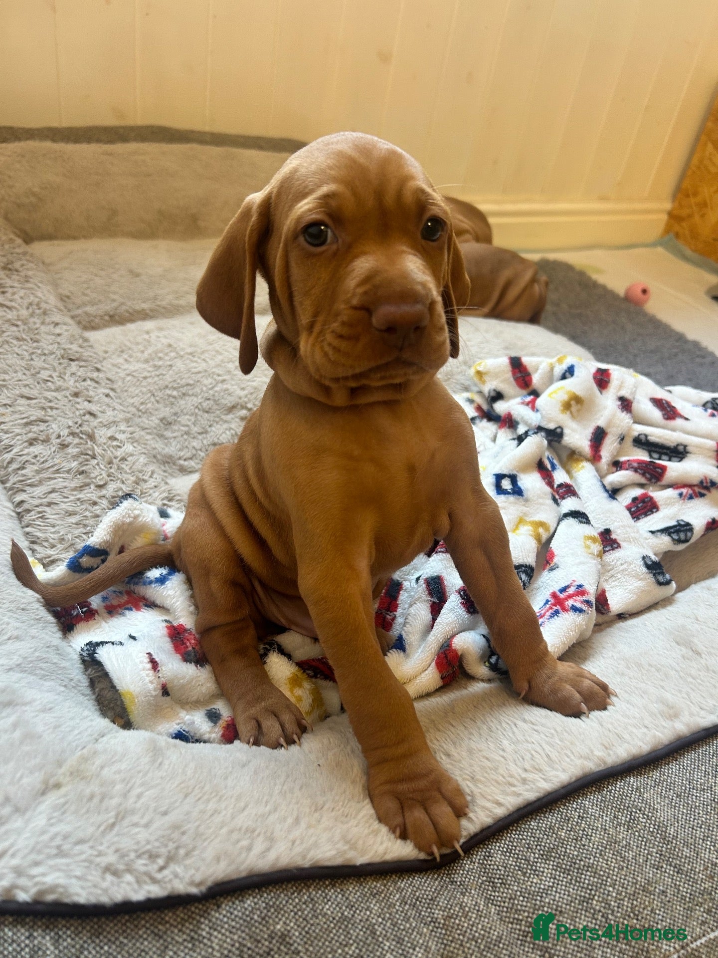 Hungarian Vizsla dogs 5 handsome hungarian vizsla puppies for sale - Advert 4