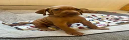 Hungarian Vizsla dogs for sale: 5 handsome hungarian vizsla puppies for sale - Advert 1