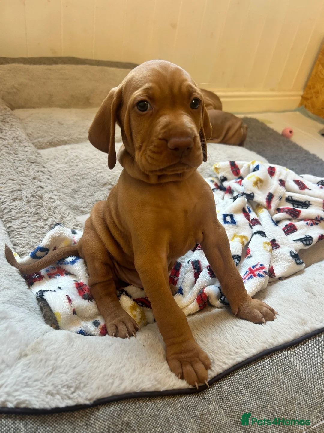 Hungarian Vizsla dogs for sale: 5 handsome hungarian vizsla puppies for sale - Advert 1