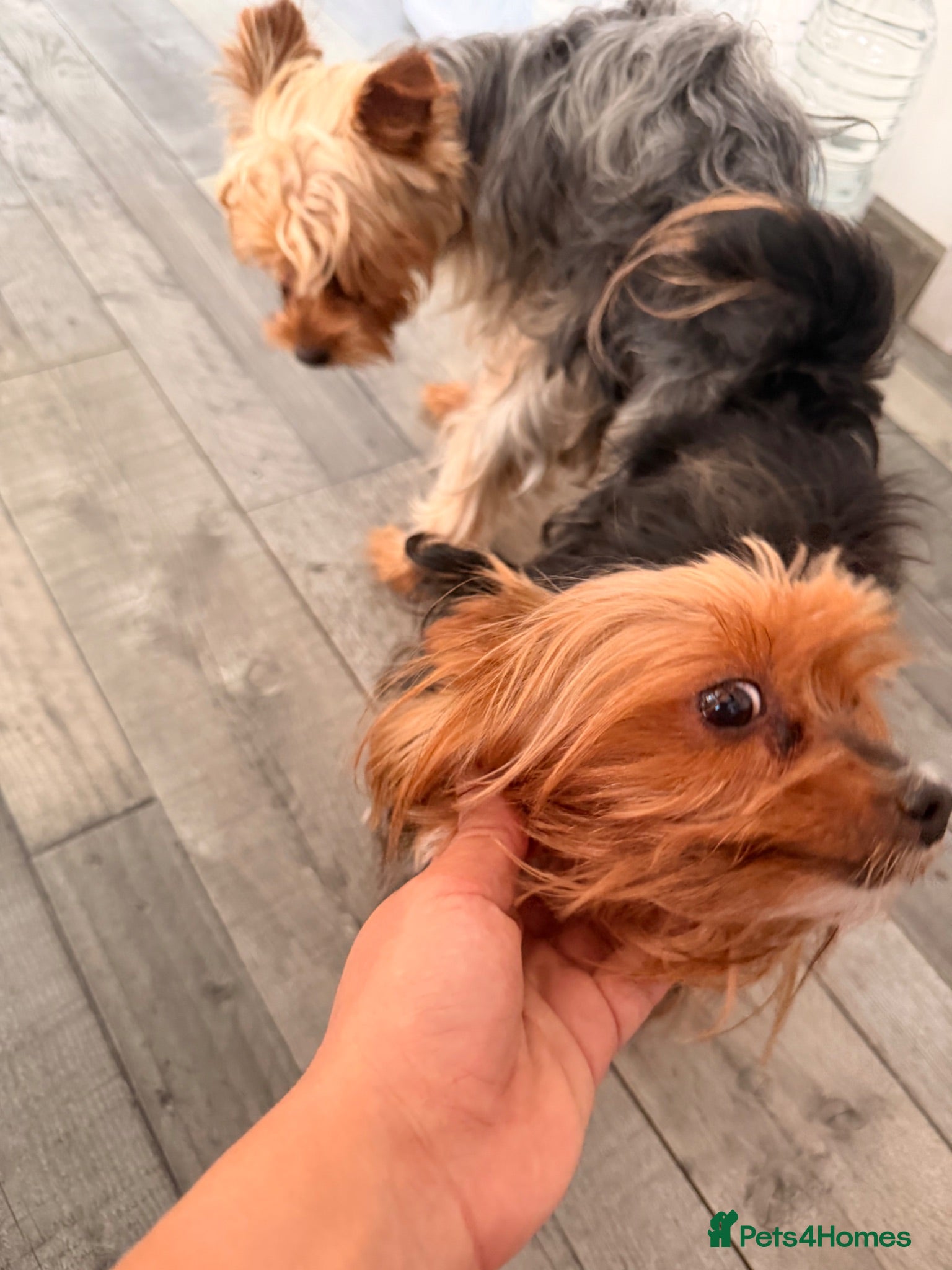 Yorkshire Terrier dogs For stud - Advert 8