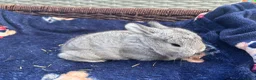 Mixed Breed rabbits for sale: Two French x mini lops  - Advert 3