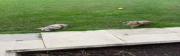 Mixed Breed rabbits for sale: 2 x  12 month old female rabbits/complete set up  in Nantwich - Advert 7