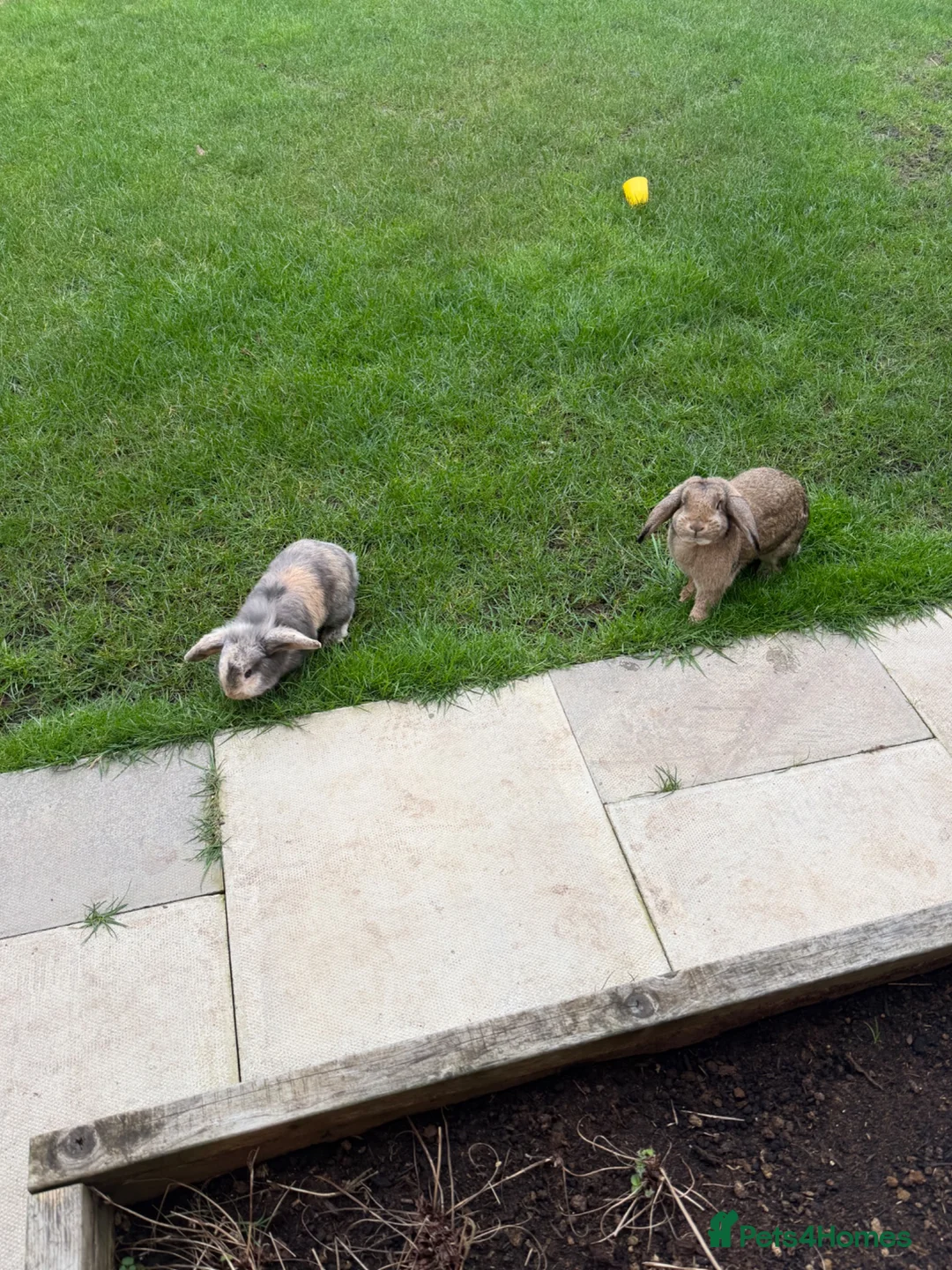 Mixed Breed rabbits for sale: 2 x  12 month old female rabbits/complete set up  in Nantwich - Advert 7