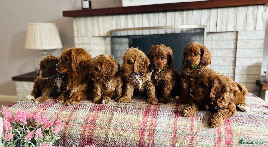 Cavapoo dogs for sale: Adorable Health Tested Cavapoo Puppies - Image 13
