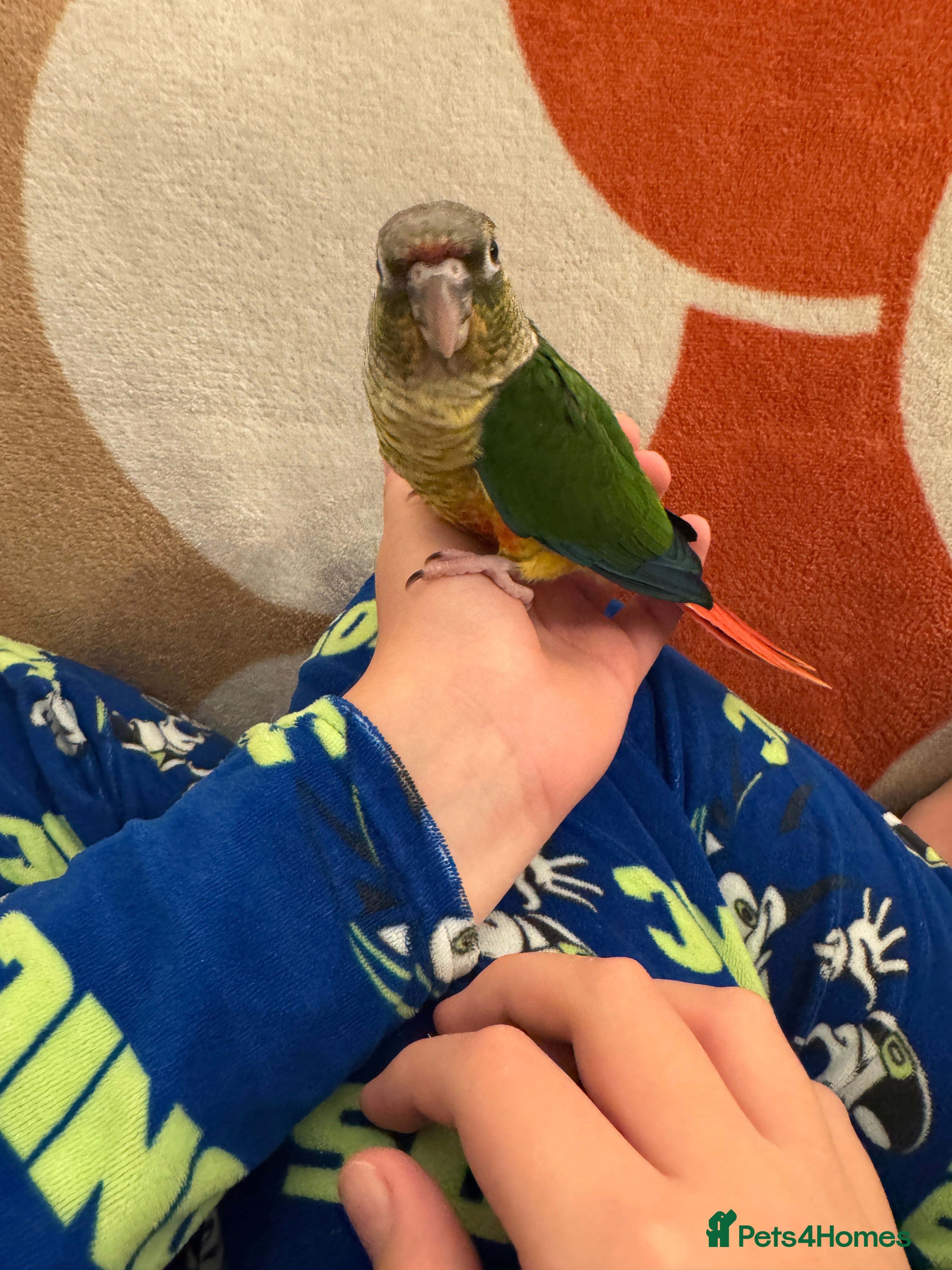 Conures birds 2 Hand reared baby conures - Advert 1