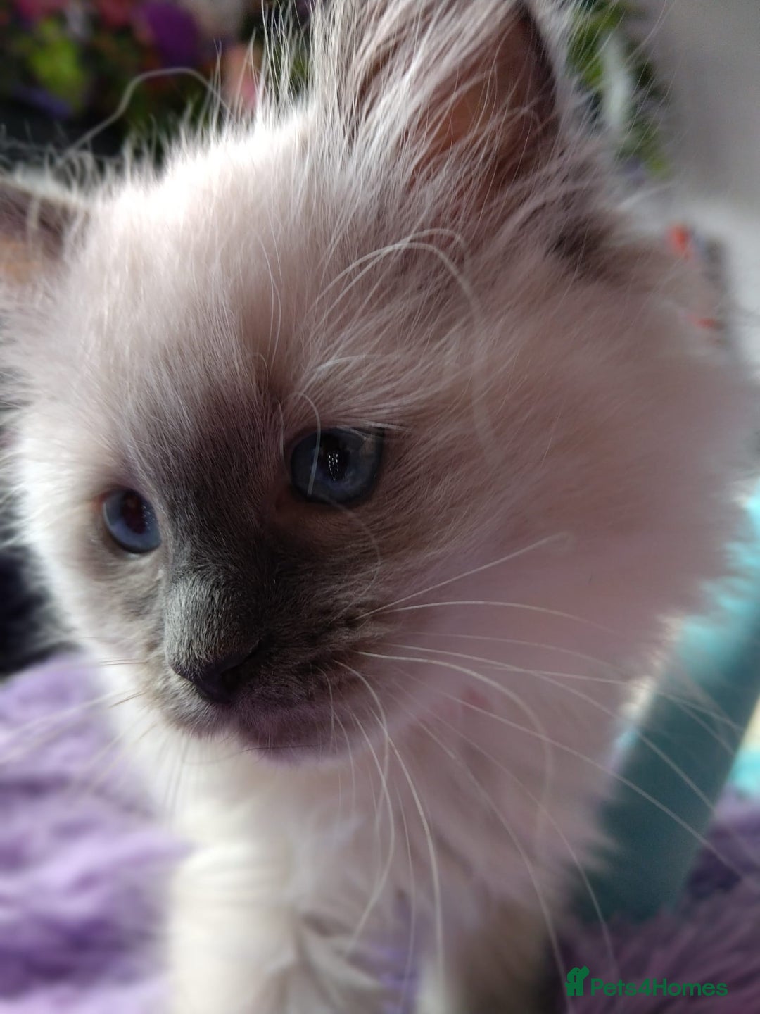 Ragdoll cats for sale: Tica registered ragdoll kittens - Advert 10